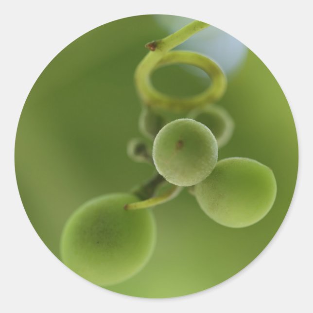 Stylish Rich Green Grapes Vine Sticker (Front)