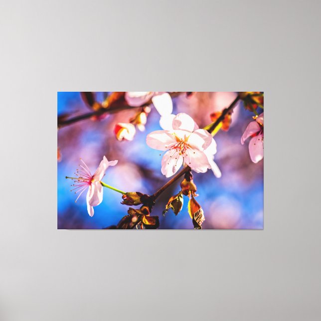 Stylish Sakura Blossoms Canvas Print (Front)