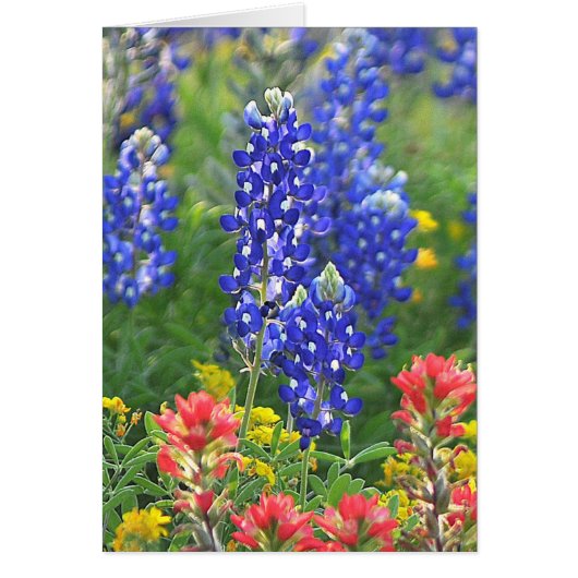 Stylized Bluebonnet Cards (Front)