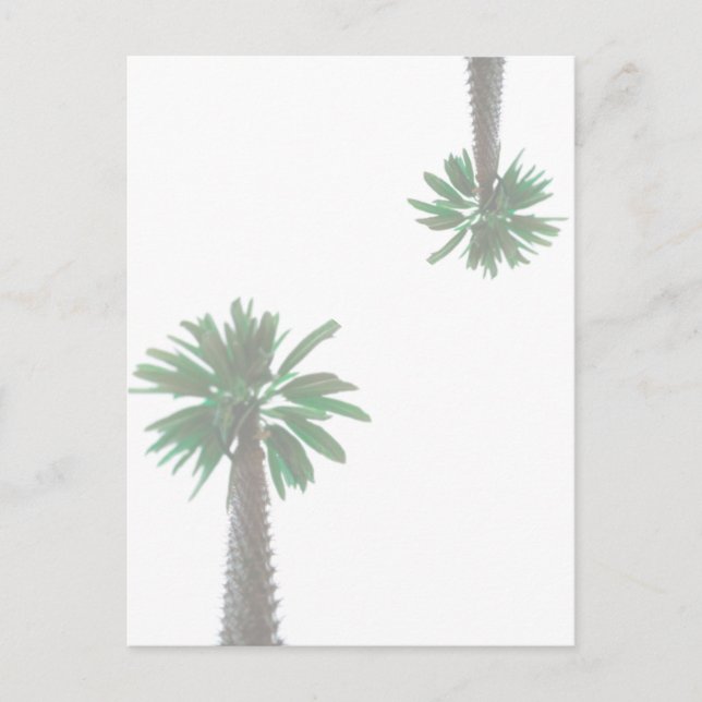Stylized Palm Tree Pastel Green Tropical Postcard (Front)
