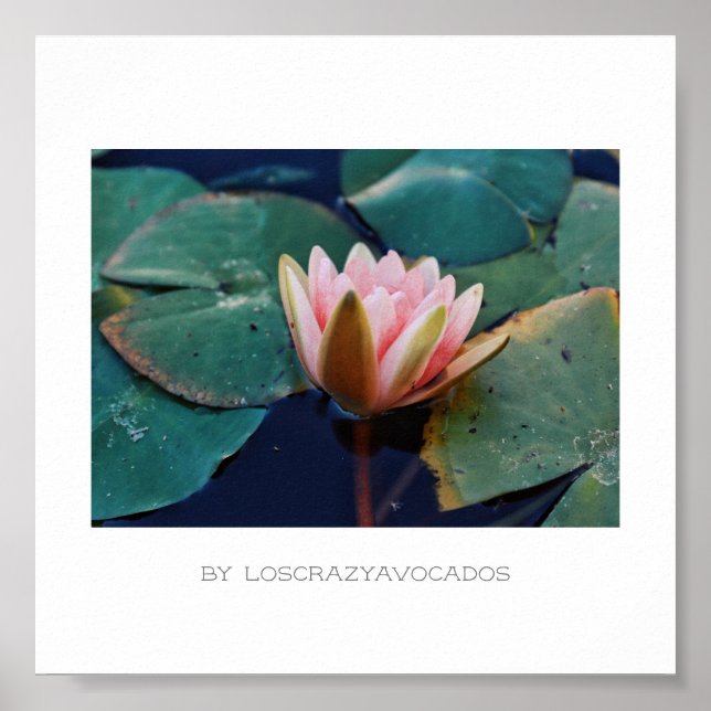 Stylized Pink Water Lily Flower Plants Poster (Front)