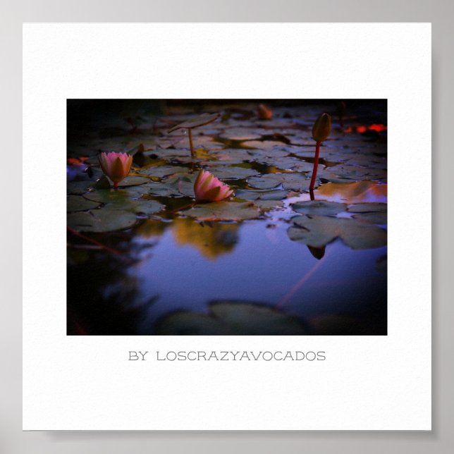 Stylized Pink Water Lily Flowers Pond Poster (Front)