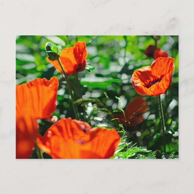 Stylized Red Poppy Flowers Garden Postcard (Front)