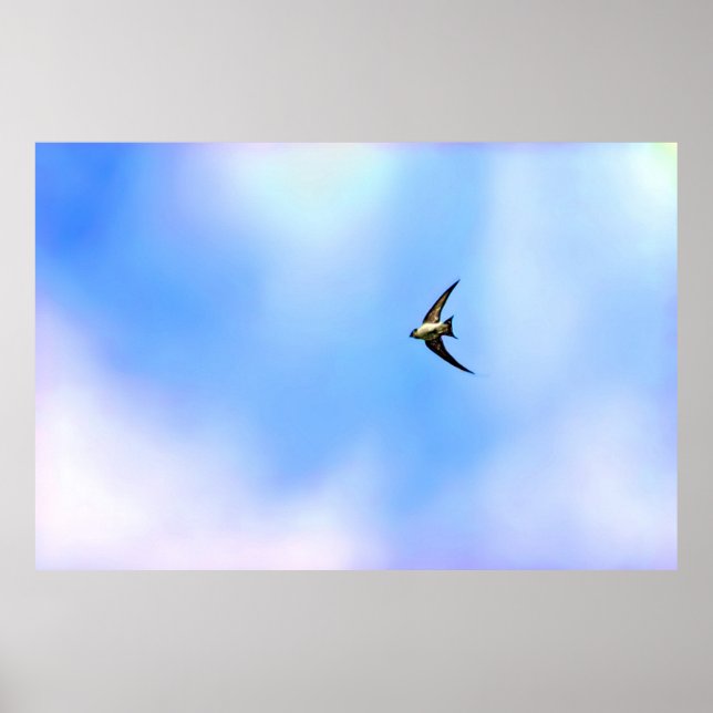 Stylized Swallow soaring Poster (Front)