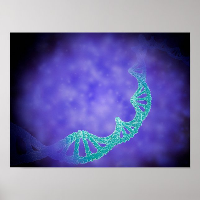 Stylized View Of Strands Of Human DNA Poster (Front)