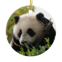 Su Lin, giant panda bear cub at the San Diego Zoo
