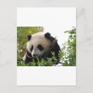 Su Lin, giant panda bear cub at the San Diego Zoo Postcard