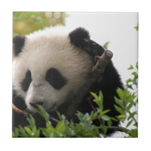 Su Lin, giant panda bear cub at the San Diego Zoo Tile