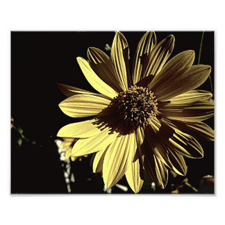Subdued Yellow 10x8 Photo Print