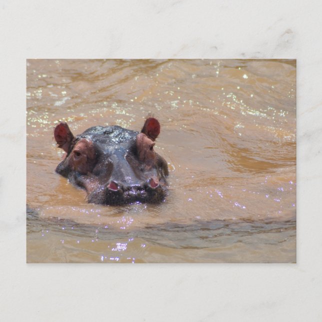 Submerged Hippo Postcard (Front)
