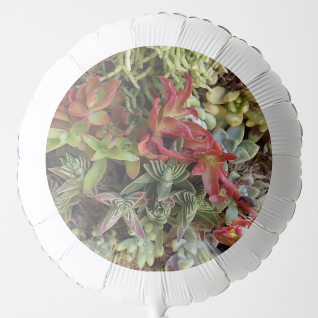 Succculents Balloon (Front)