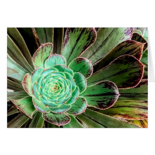 Succulent aeonium greeting card  (Front Horizontal)