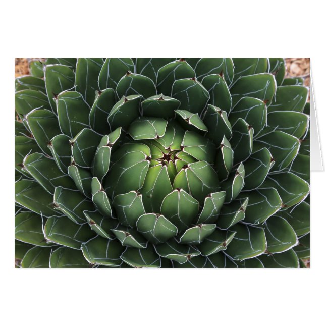 Succulent agave greeting card  (Front Horizontal)