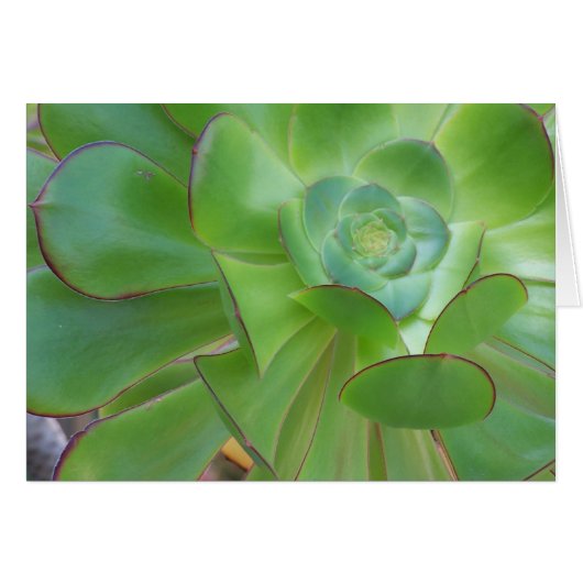 Succulent Beauty...Oxnard California Cards (Front Horizontal)