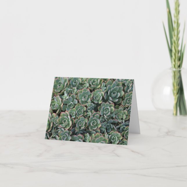 Succulent blank card (Front)