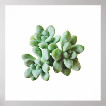 Succulent Blooms Nature Art Print - Greenery by AmberBarkley at Zazzle