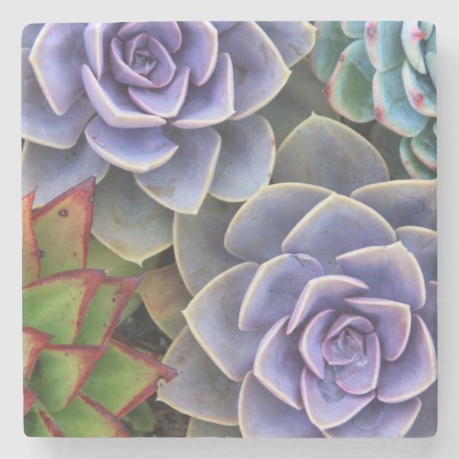 Succulent Bouquet Stone Coaster (Front)