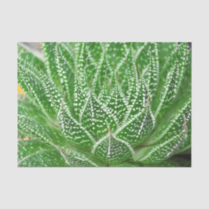 Succulent Cactus Plant Green Botanical Decoupage Tissue Paper