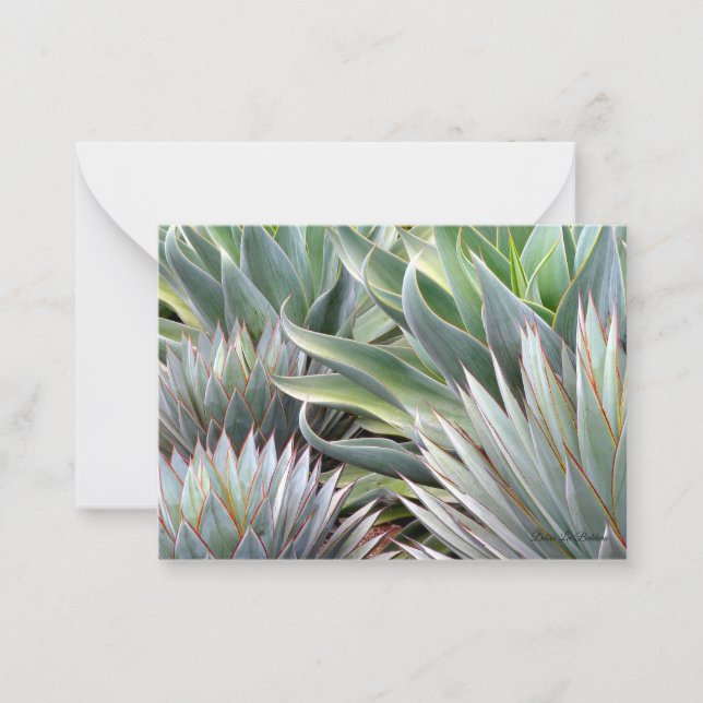 Succulent card Agave 'Blue Glow', 'Blue Flame' (Front)