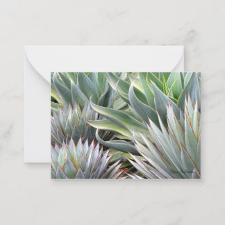 Succulent card Agave 'Blue Glow', 'Blue Flame'
