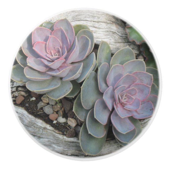 Succulent Ceramic Knob (Front)