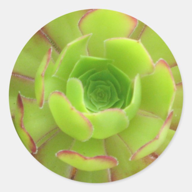 Succulent Classic Round Sticker (Front)