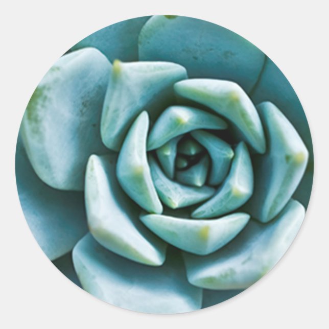 Succulent Closeup Classic Round Sticker (Front)
