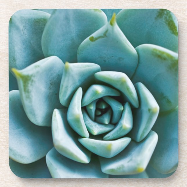 Succulent Closeup Drink Coaster (Front)