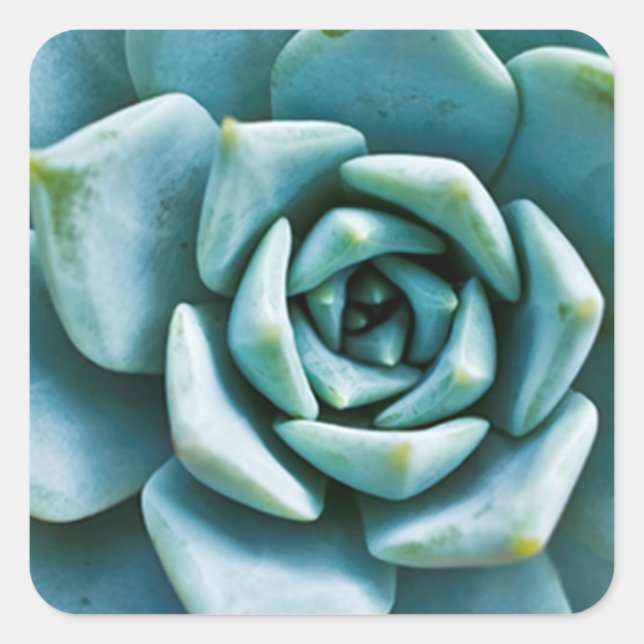 Succulent Closeup Square Sticker (Front)