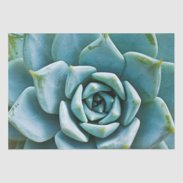 Succulent Closeup Tissue Paper (Front)