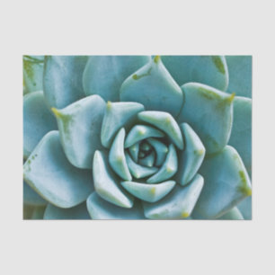 Succulent Closeup Tissue Paper