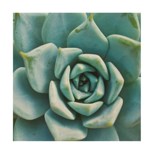 Succulent Closeup Wood Wall Decor