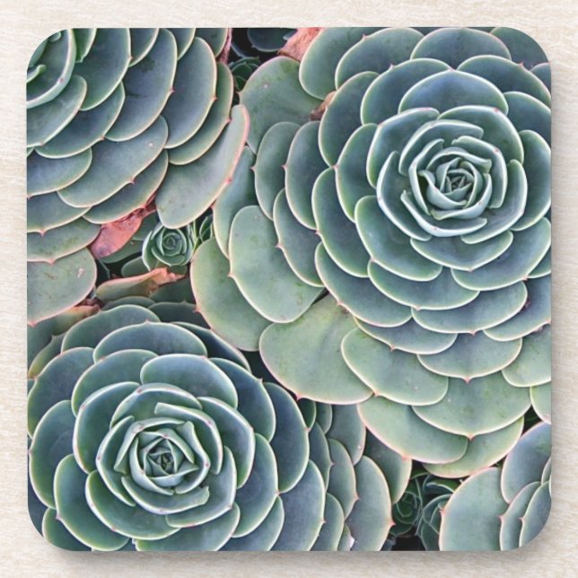 Succulent coasters (Front)