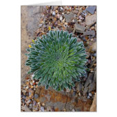 Succulent Desert plant (Front)