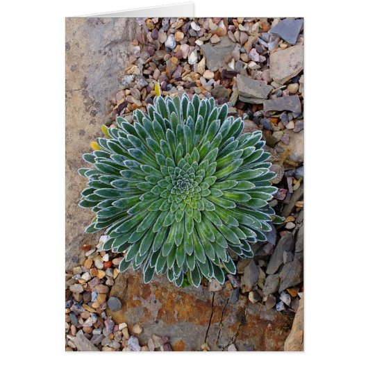 Succulent Desert plant Cards (Front)