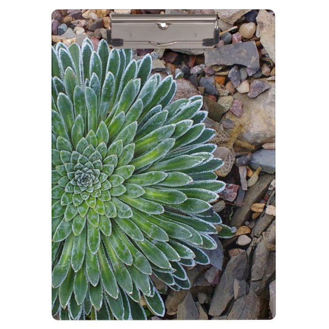 Succulent Desert plant Clipboard (Front)