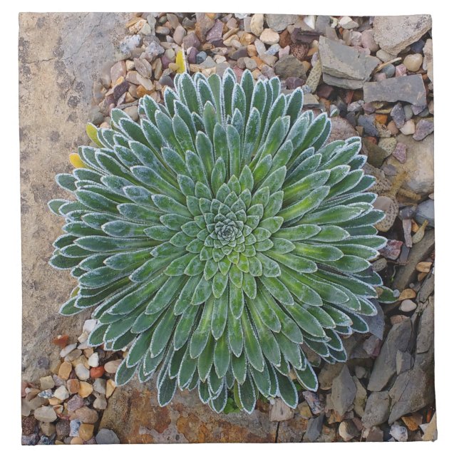 Succulent Desert plant Cloth Napkin (Front)