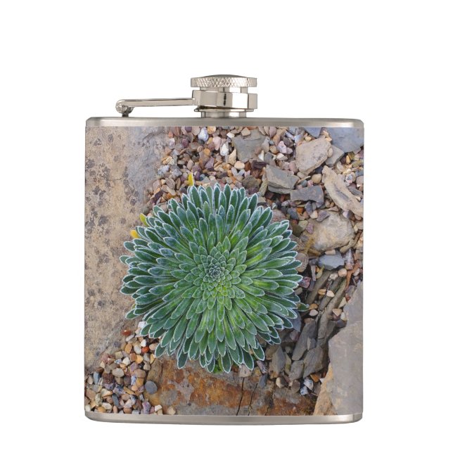 Succulent Desert plant Flask (Front)