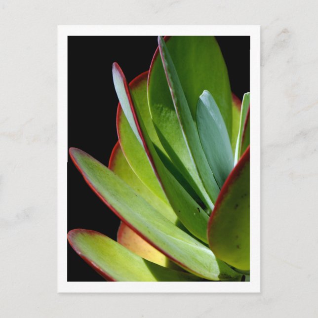 Succulent Desert Plant  Postcard (Front)
