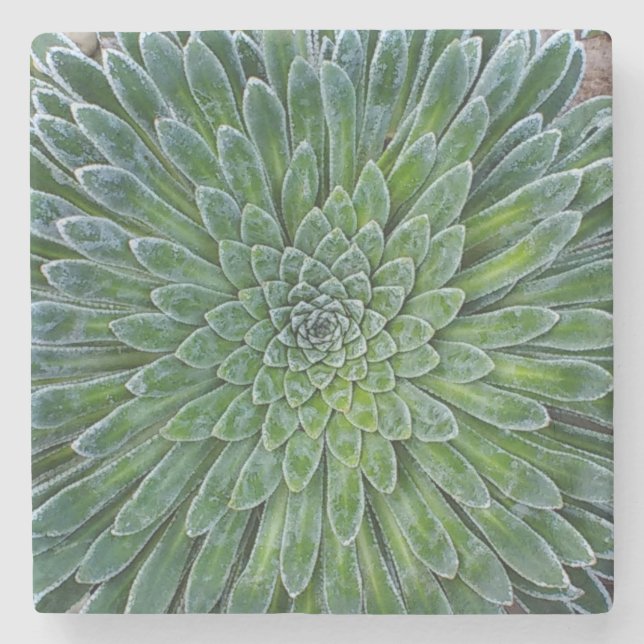 Succulent Desert plant Stone Coaster (Front)