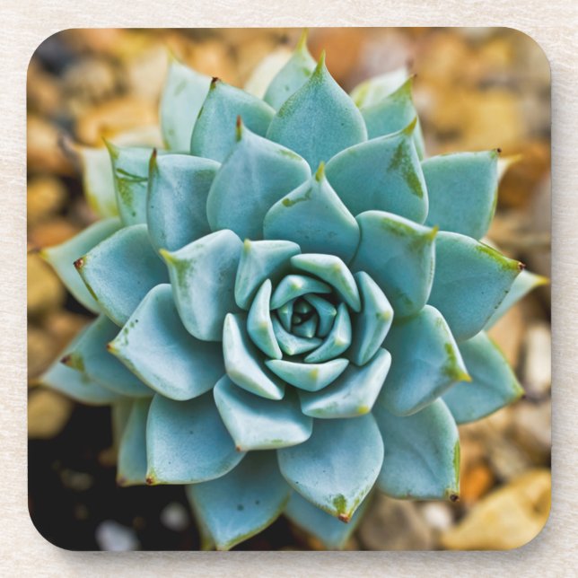 Succulent Drink Coaster (Front)