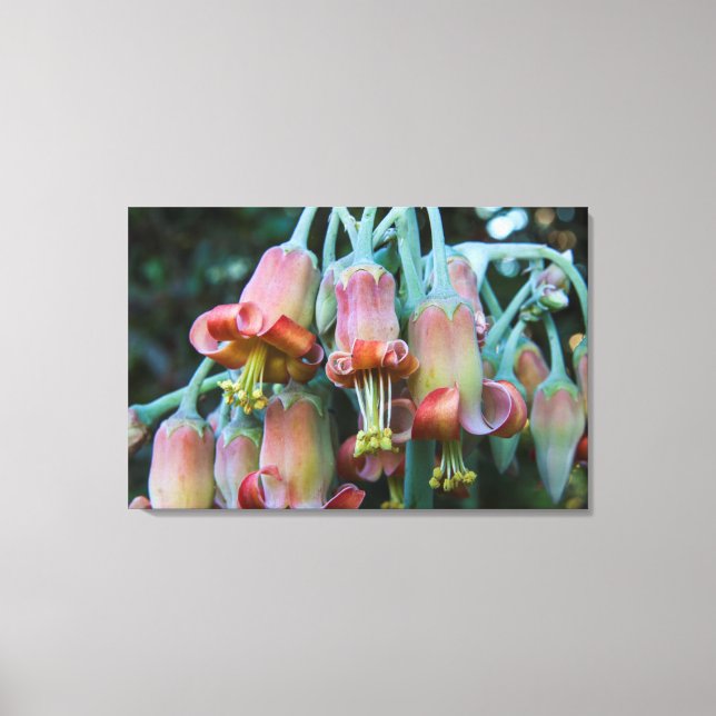 Succulent Echeveria blossoms Canvas Print (Front)