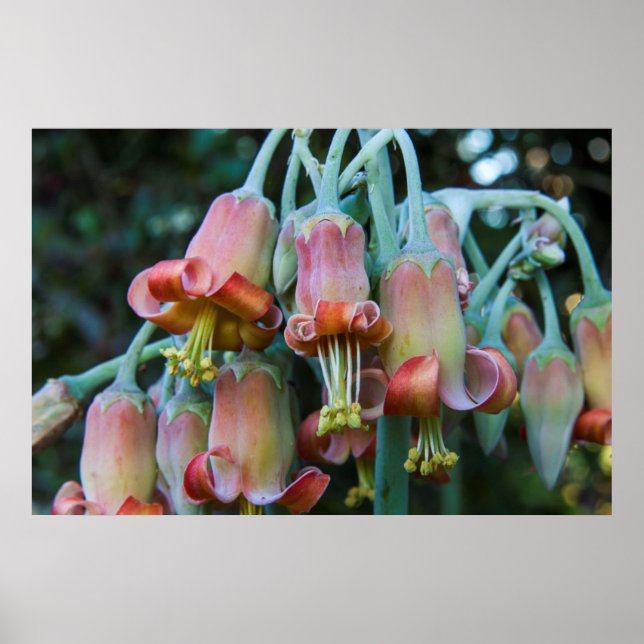 Succulent Echeveria blossoms Poster (Front)