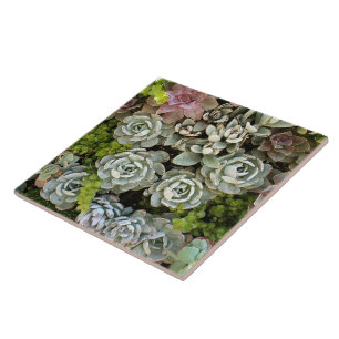 Succulent Garden 1 Ceramic Tile