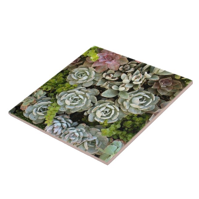 Succulent Garden 1 Ceramic Tile (Side)