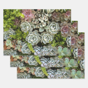 Succulent Garden 1 Wrapping Paper Sheets