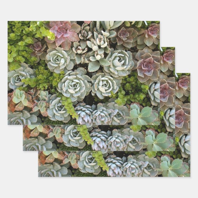 Succulent Garden 1 Wrapping Paper Sheets (Set)