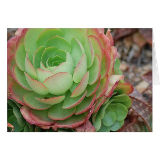 Succulent Garden (Blank) Cards (Front Horizontal)