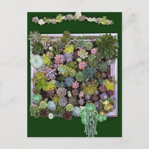Succulent garden design postcard