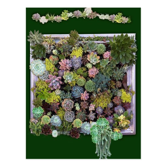 Succulent garden design postcard